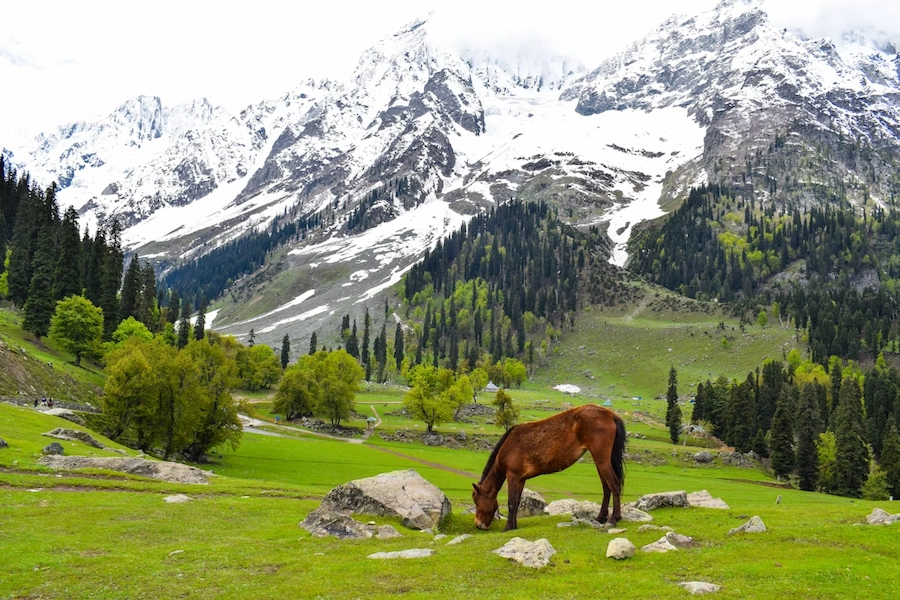 6 Days / 5 Nights Romantic Kashmir Honeymoon Escape